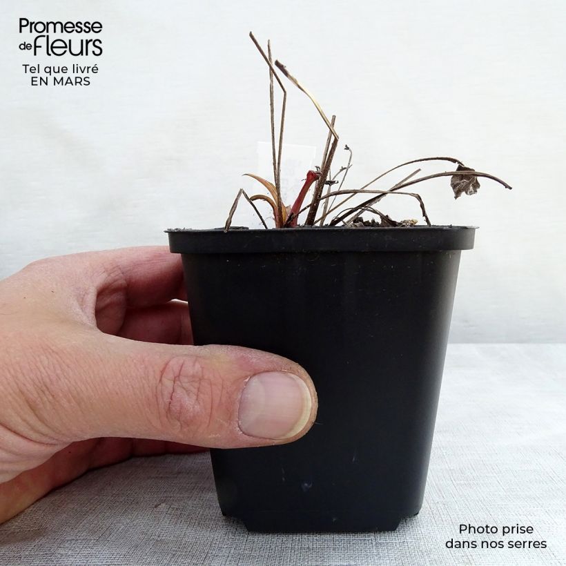 Example of Echinacea Julia - Echinacée Godet de 8/9 cm as you get in printemps