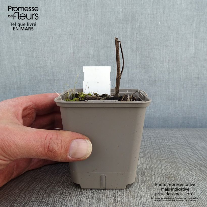 Example of Echinacea Kismet Orange Intense - Echinacée Godet de 8/9 cm as you get in hiver