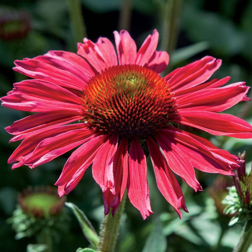 Echinacea Kismet Raspberry - Echinacée (Floraison)