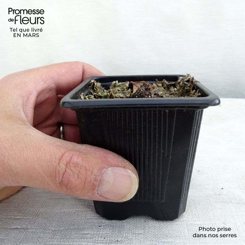 Example of Echinacea Maxima - Echinacée Godet de 8/9 cm as you get in printemps