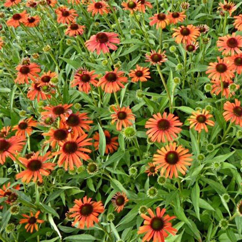 Echinacea Orange Skipper - Echinacée (Flowering)