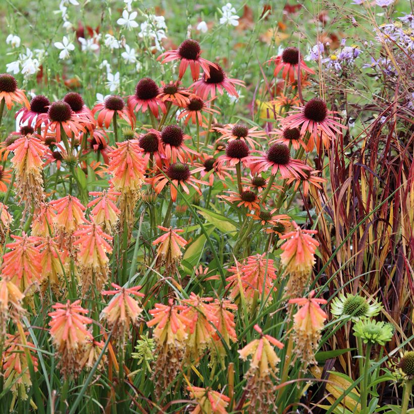 Echinacea Orange Skipper - Echinacée (Plant habit)