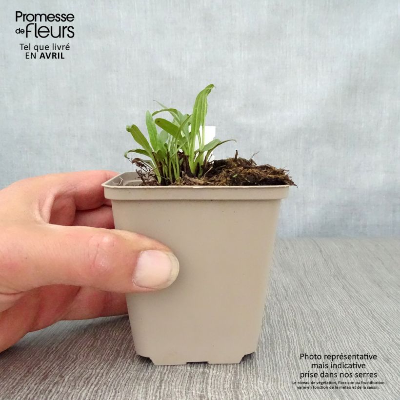 Example of Echinacea Orange Skipper - Echinacée Godet de 8/9 cm as you get in printemps