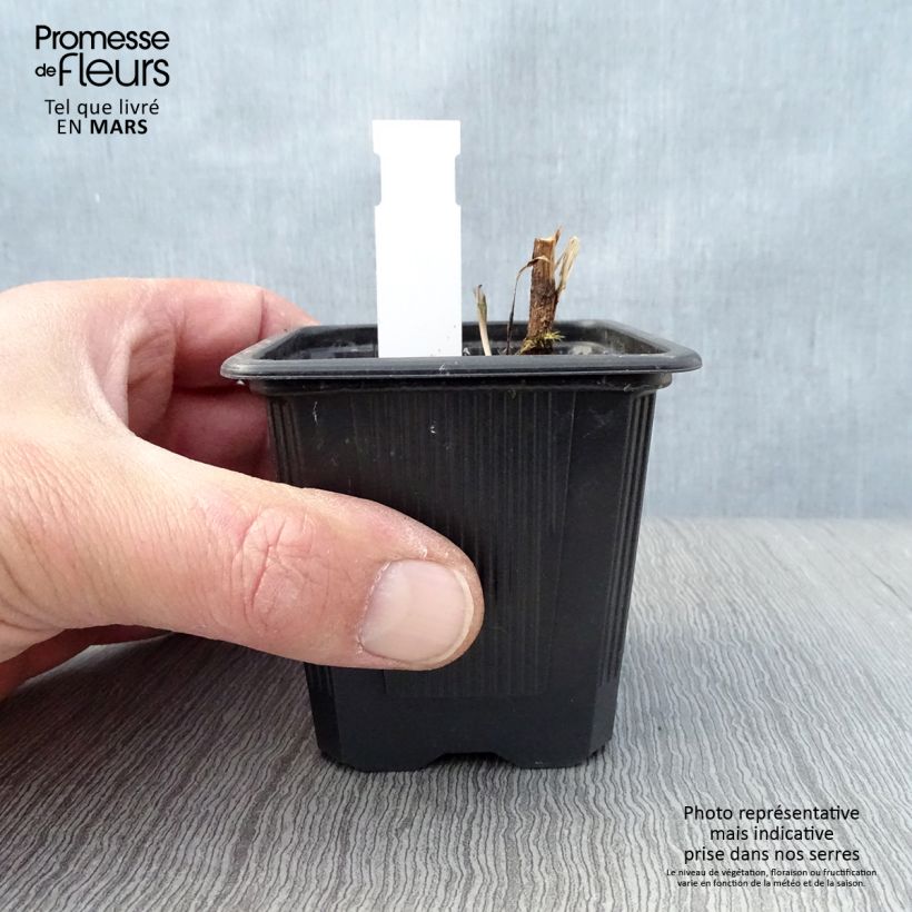 Example of Echinacea Prima Ruby - Echinacée Godet de 8/9 cm as you get in printemps