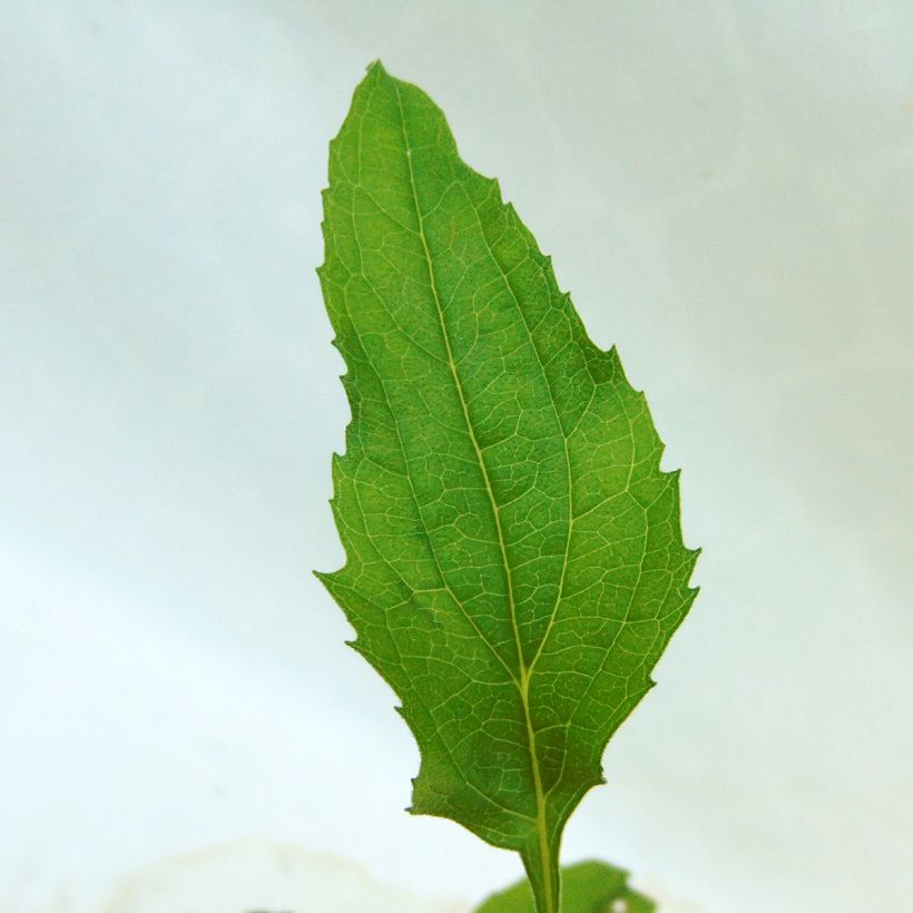 Echinacea Purity - Echinacée (Foliage)