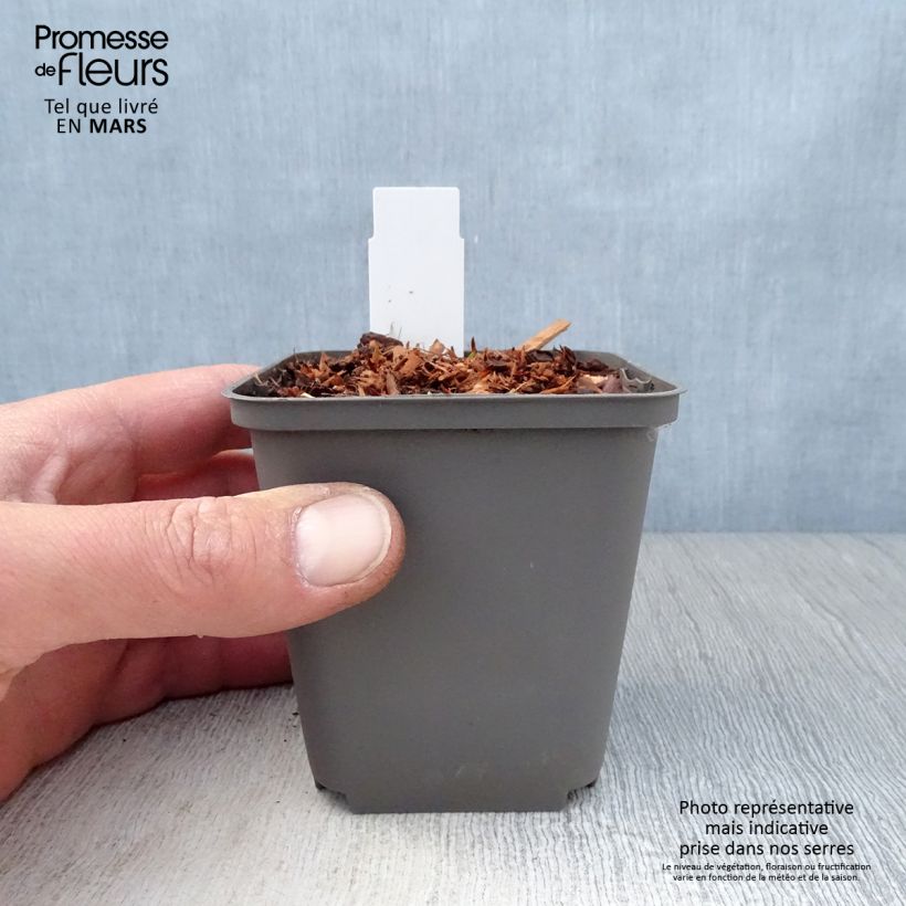 Example of Echinacea Purity - Echinacée Godet de 8/9 cm as you get in printemps