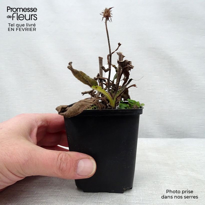 Spécimen de Echinacea Red Knee High - Echinacée Godet de 8/9 cm tel que livré en hiver