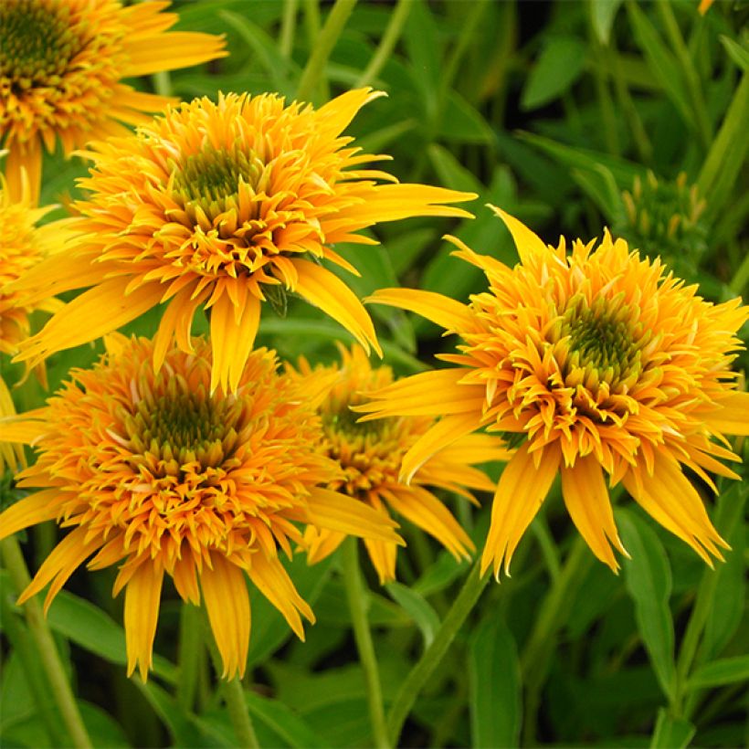 Echinacea Secret Glow - Echinacée (Flowering)