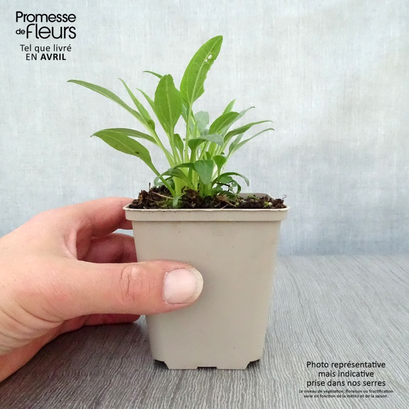 Example of Echinacea Secret Glow - Echinacée Godet de 8/9 cm as you get in printemps