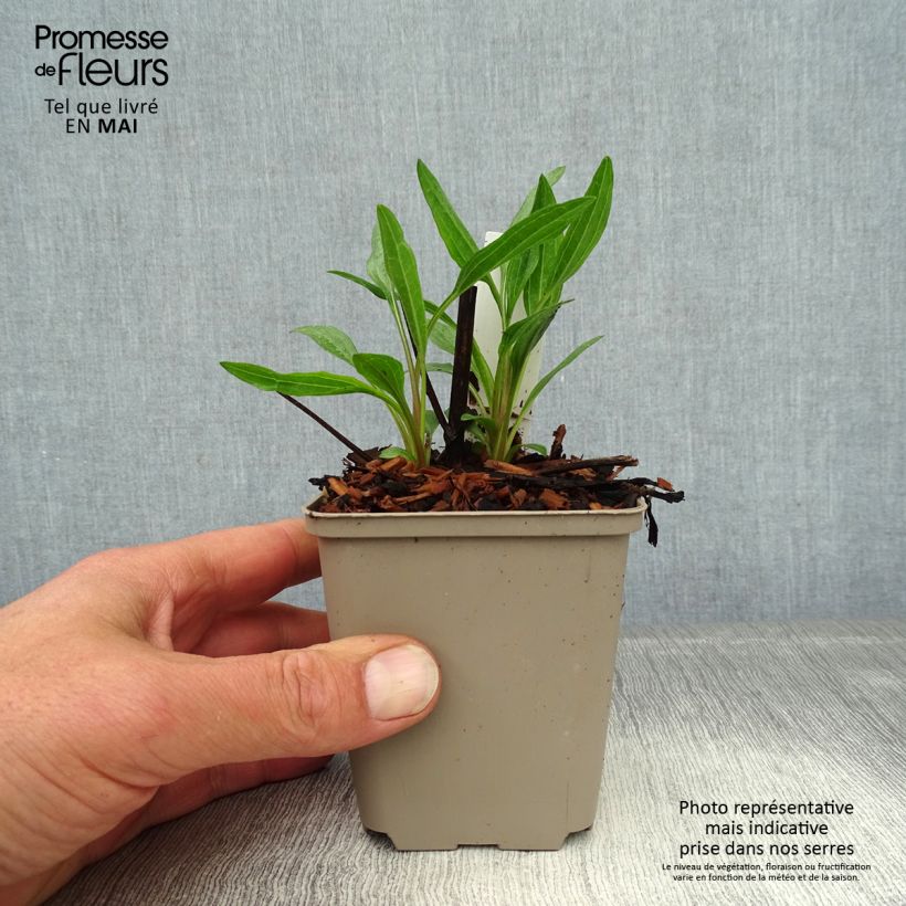 Example of Echinacea Southern Belle - Echinacée Godet de 8/9 cm as you get in printemps