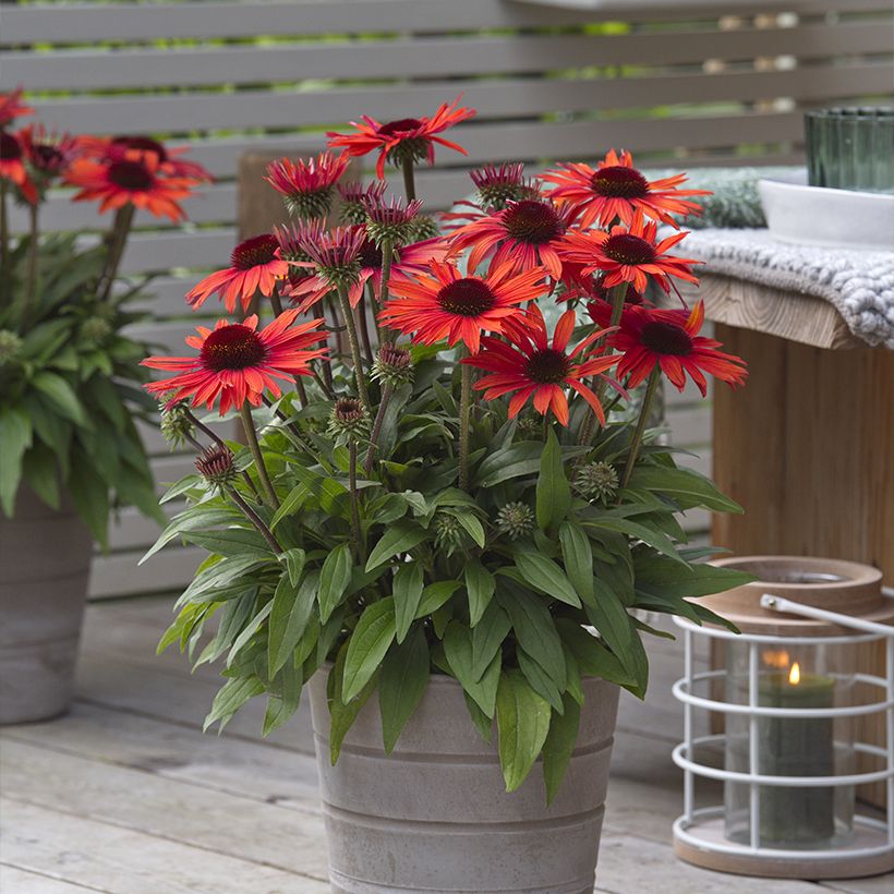 Echinacea Sun Magic Vintage Orange - Echinacée (Port)