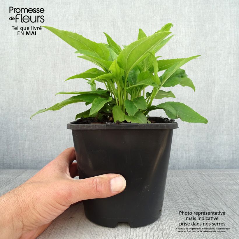 Example of Echinacea SunSeekers Apple Green - Echinacée Pot de 1,5L/2L as you get in printemps