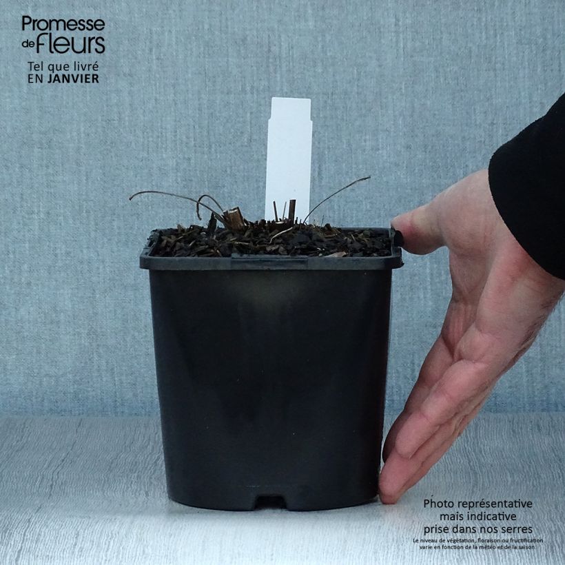 Example of Echinacea SunSeekers Orange - Echinacée Pot de 2L/3L as you get in hiver