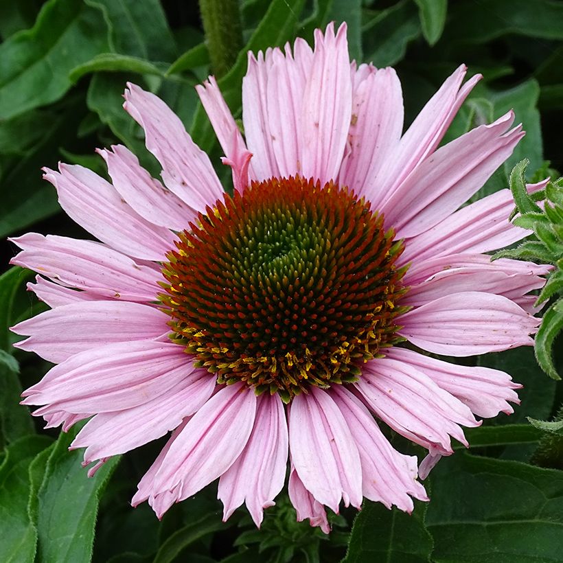 Echinacea SunSeekers Salmon - Echinacée (Floraison)