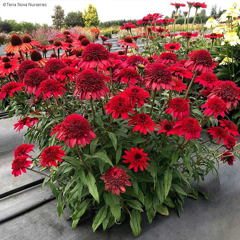 Echinacea Sunny Days Ruby - Echinacée (Port)