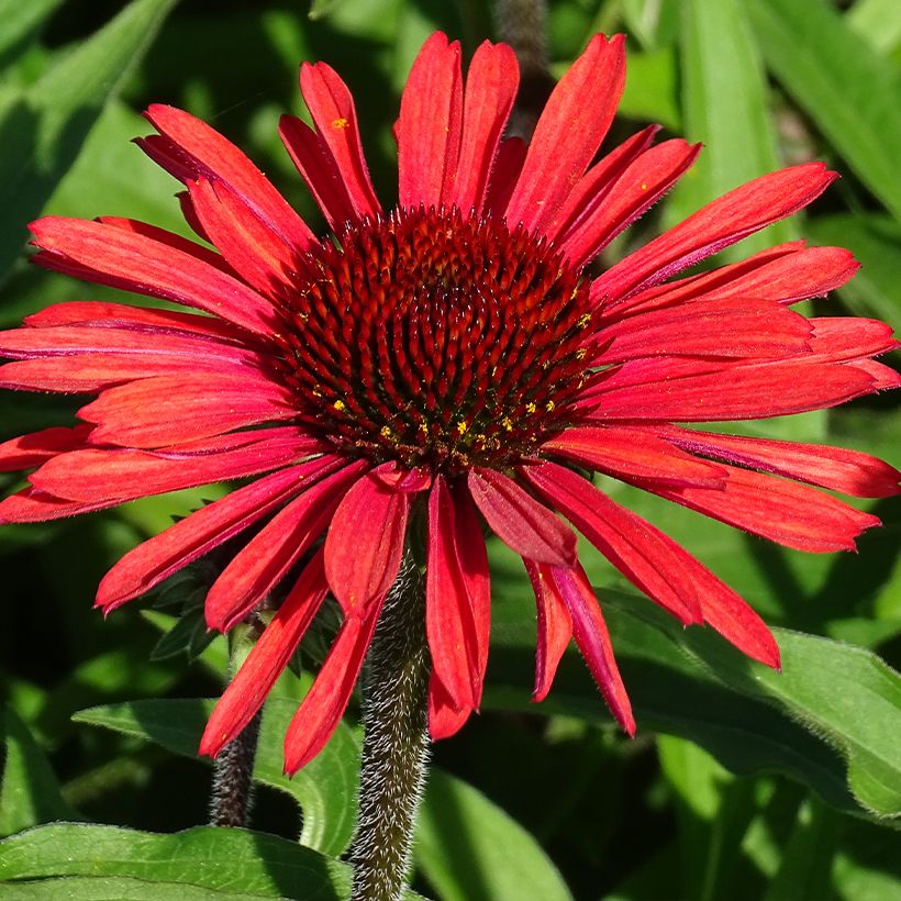 Echinacea SunSeekers Orange - Echinacée (Flowering)
