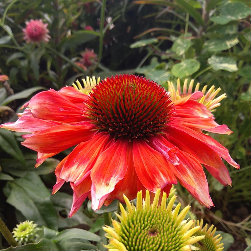 Echinacea Supreme Flamingo (Floraison)