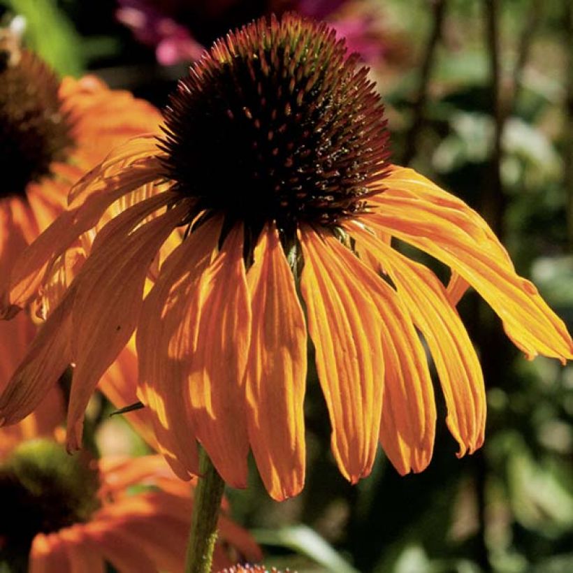 Echinacea Tangerine Dream - Echinacée (Flowering)