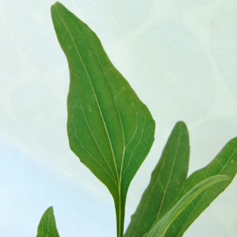 Echinacea Tangerine Dream - Echinacée (Foliage)