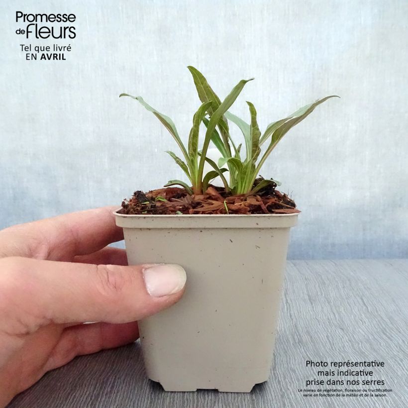 Example of Echinacea Tangerine Dream - Echinacée Godet de 8/9 cm as you get in printemps