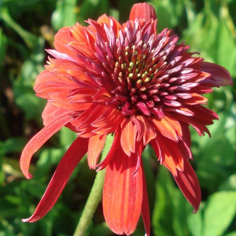 Echinacea Eccentric - Echinacée (Flowering)
