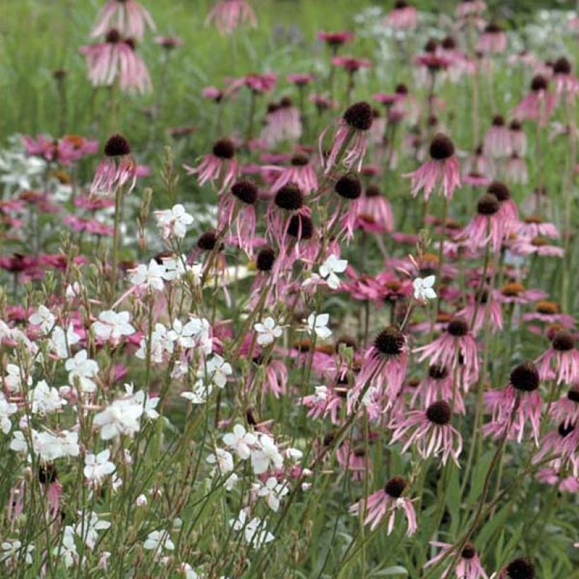 Echinacea pallida - Echinacée (Plant habit)