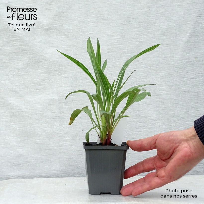 Example of Echinacea pallida - Echinacée Godet de 8/9 cm as you get in printemps