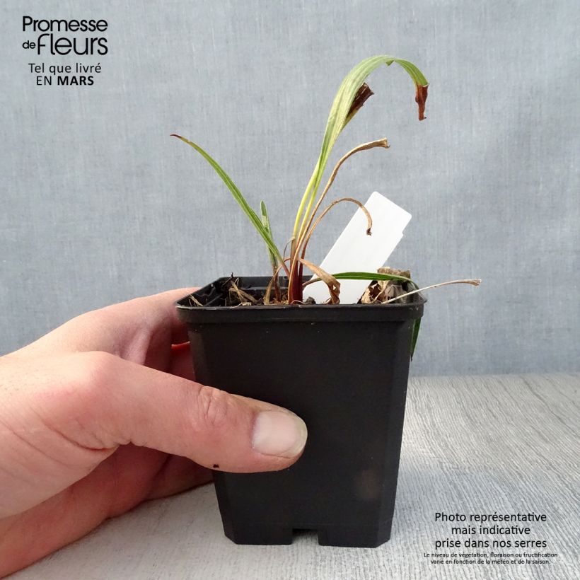 Example of Echinacea paradoxa - Echinacée jaune Godet de 8/9 cm as you get in printemps