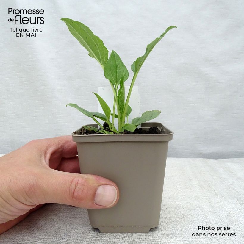 Spécimen de Echinacea purpurea Alba - Echinacée Godet de 7/8 cm tel que livré au printemps