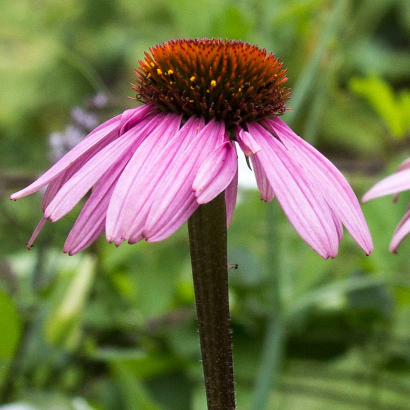 Echinacea purpurea Augustkönigin - Echinacée (Flowering)