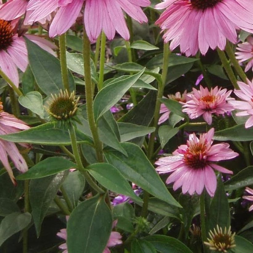 Echinacea purpurea Double Decker (Foliage)