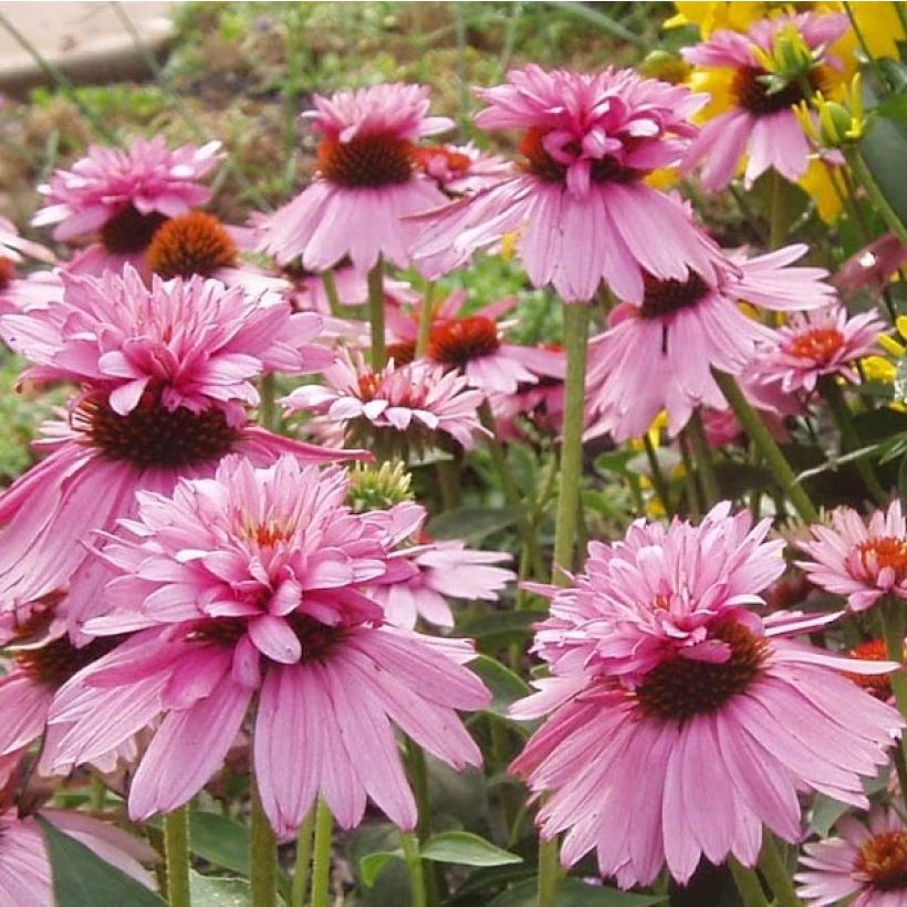 Echinacea purpurea Double Decker (Flowering)