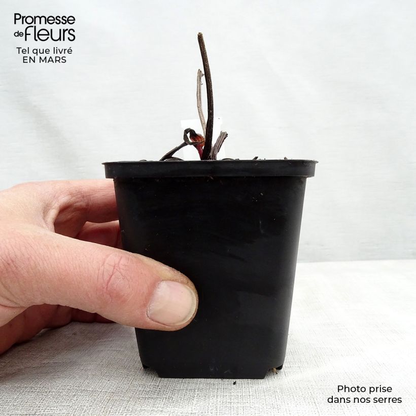 Example of Echinacea purpurea Double Decker Godet de 8/9 cm as you get in printemps