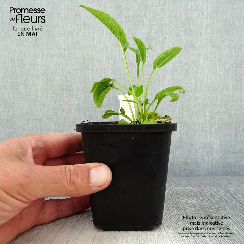 Example of Echinacea purpurea Espinoso Yellow - Echinacée Godet de 8/9 cm as you get in printemps