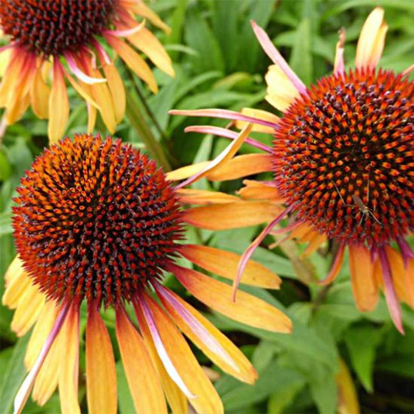 Echinacea purpurea Funky Yellow - Echinacée (Flowering)
