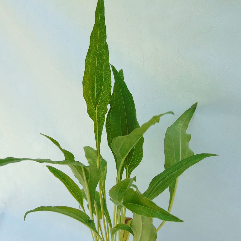 Echinacea purpurea Funky Yellow - Echinacée (Foliage)