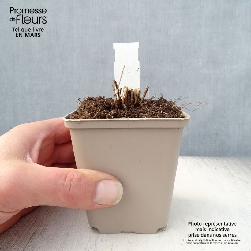 Example of Echinacea purpurea Funky Yellow - Echinacée Godet de 8/9 cm as you get in printemps