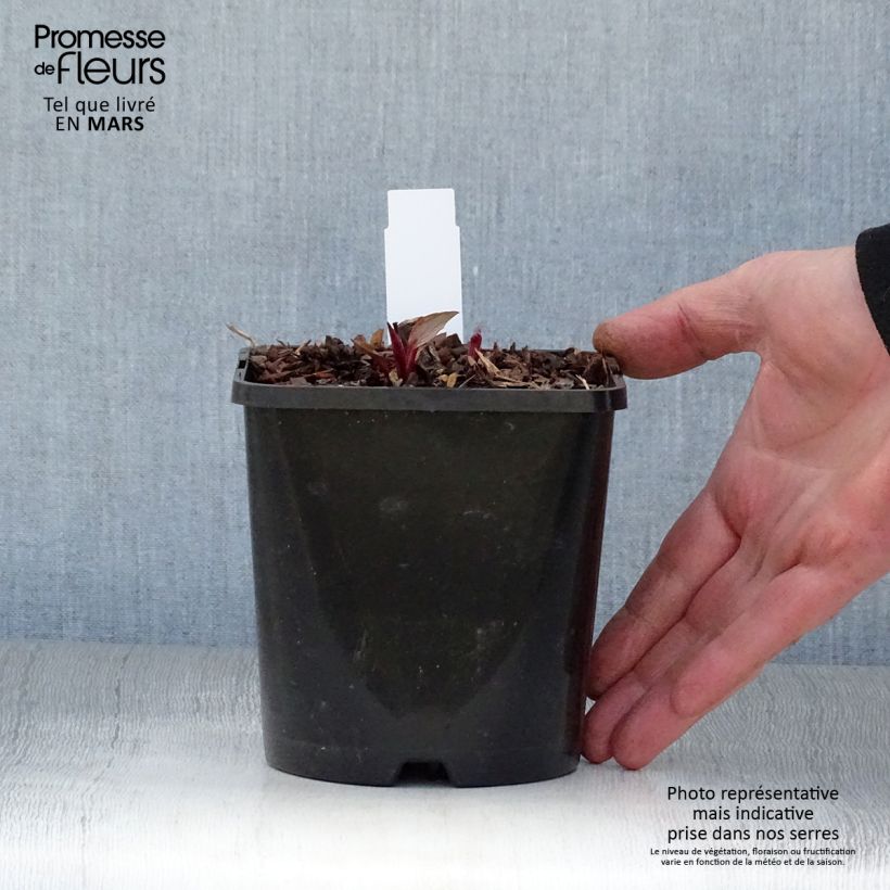 Example of Echinacea Green Twister - Echinacée Pot de 1,5L/2L as you get in printemps