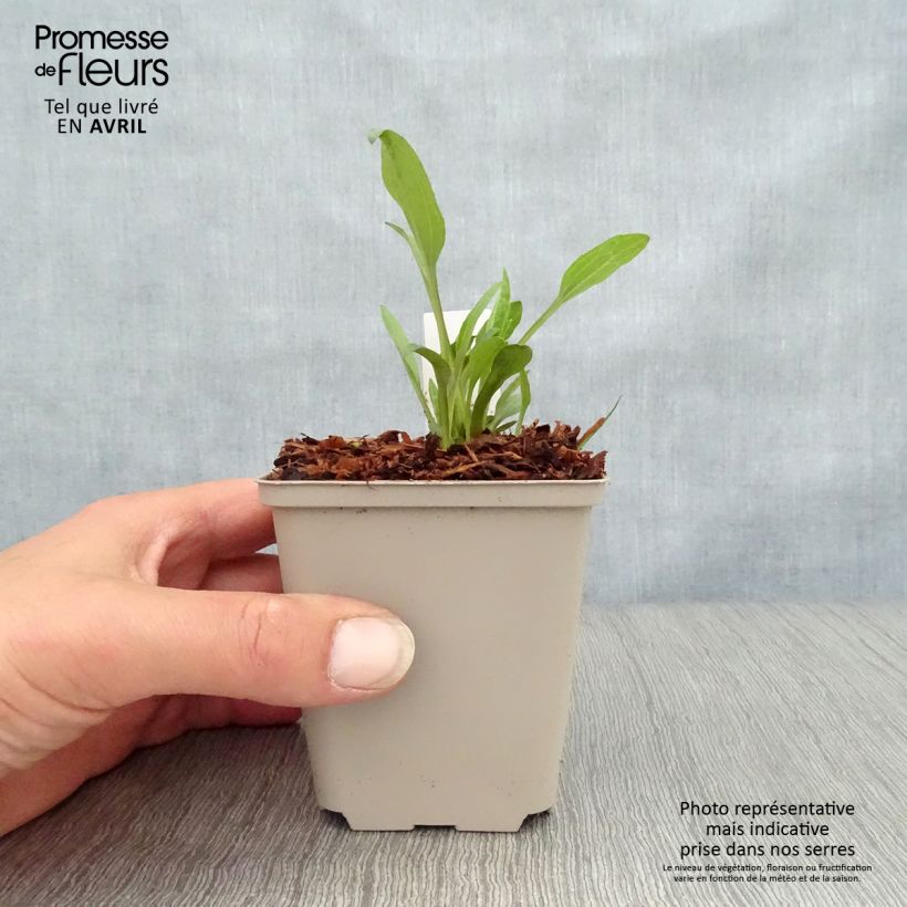 Example of Echinacea purpurea Irresistible - Echinacée Godet de 8/9 cm as you get in printemps