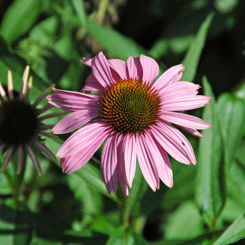 Echinacea purpurea Leuchtstern - Echinacée (Flowering)