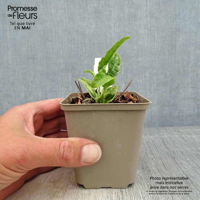 Spécimen de Echinacea purpurea Mac 'n' Cheese - Echinacée Godet de 8/9 cm tel que livré au printemps