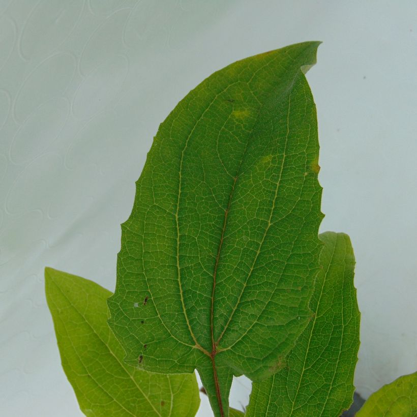 Echinacea purpurea Magnus - Echinacée (Feuillage)