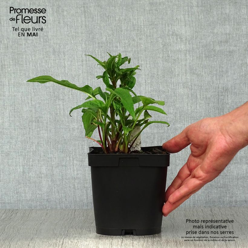 Spécimen de Echinacea purpurea Magnus - Echinacée Pot de 2L/3L tel que livré au printemps
