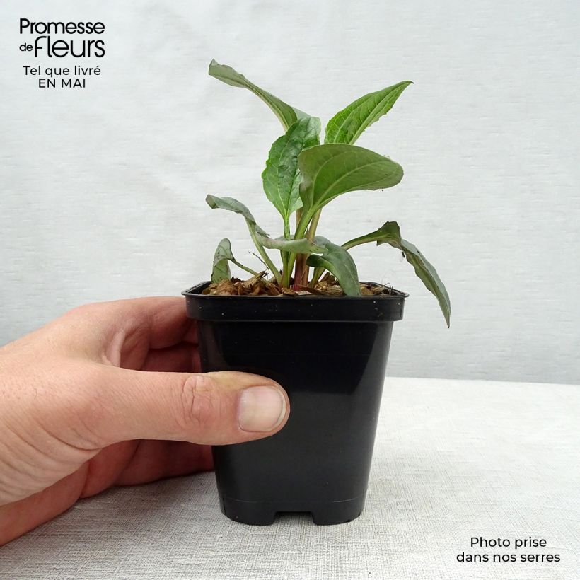 Spécimen de Echinacea purpurea Magnus - Echinacée Godet de 8/9 cm tel que livré au printemps