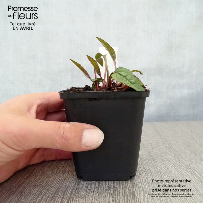 Example of Echinacea purpurea Pica Bella - Echinacée Godet de 8/9 cm as you get in printemps