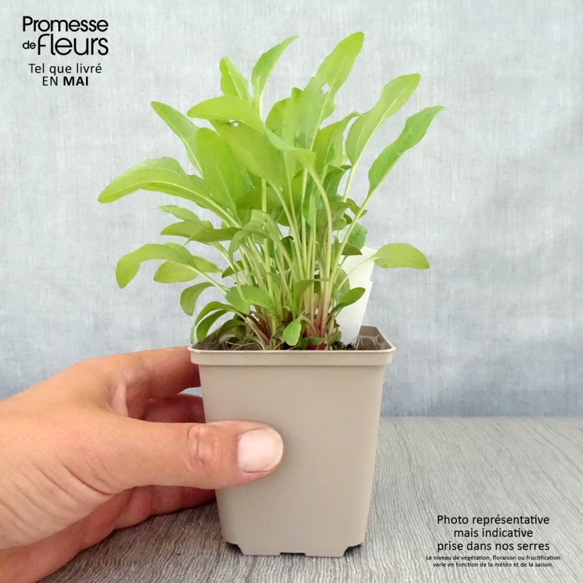 Example of Echinacea purpurea Pink Double Delight - Echinacée Godet de 8/9 cm as you get in printemps