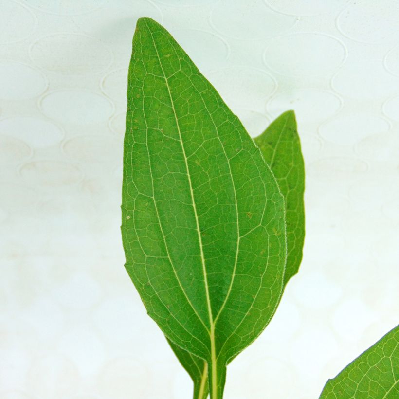 Echinacea purpurea Razzmatazz - Echinacée (Foliage)