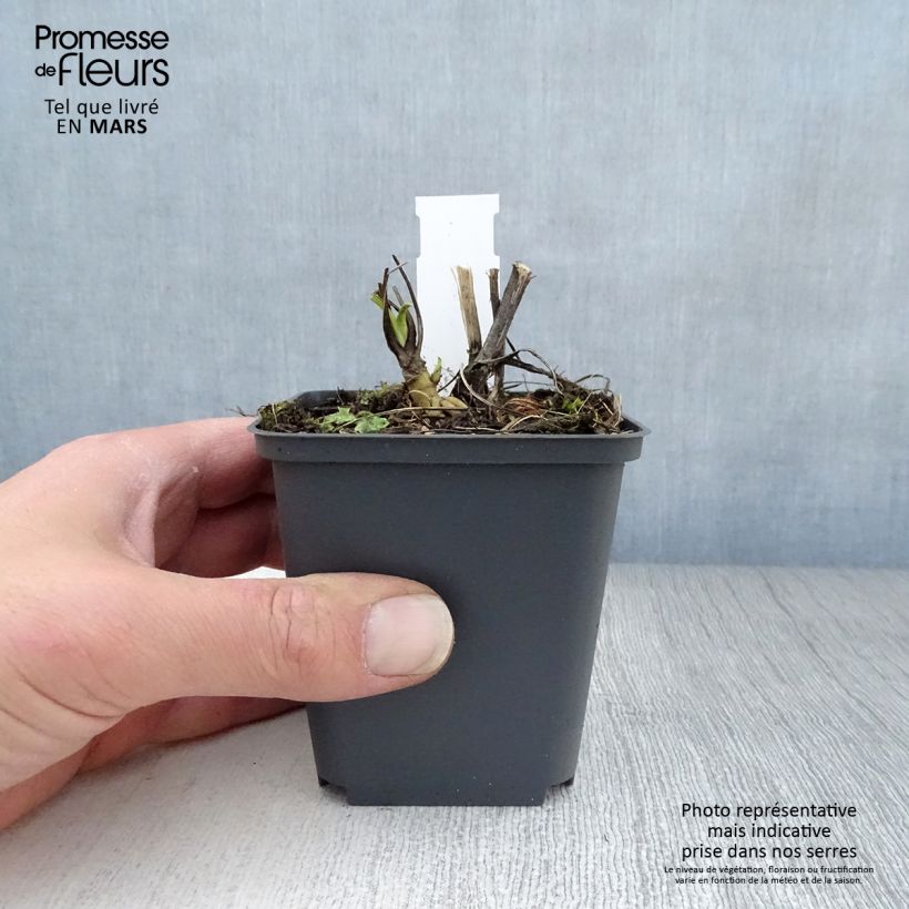 Example of Echinacea purpurea Razzmatazz - Echinacée Godet de 8/9 cm as you get in printemps