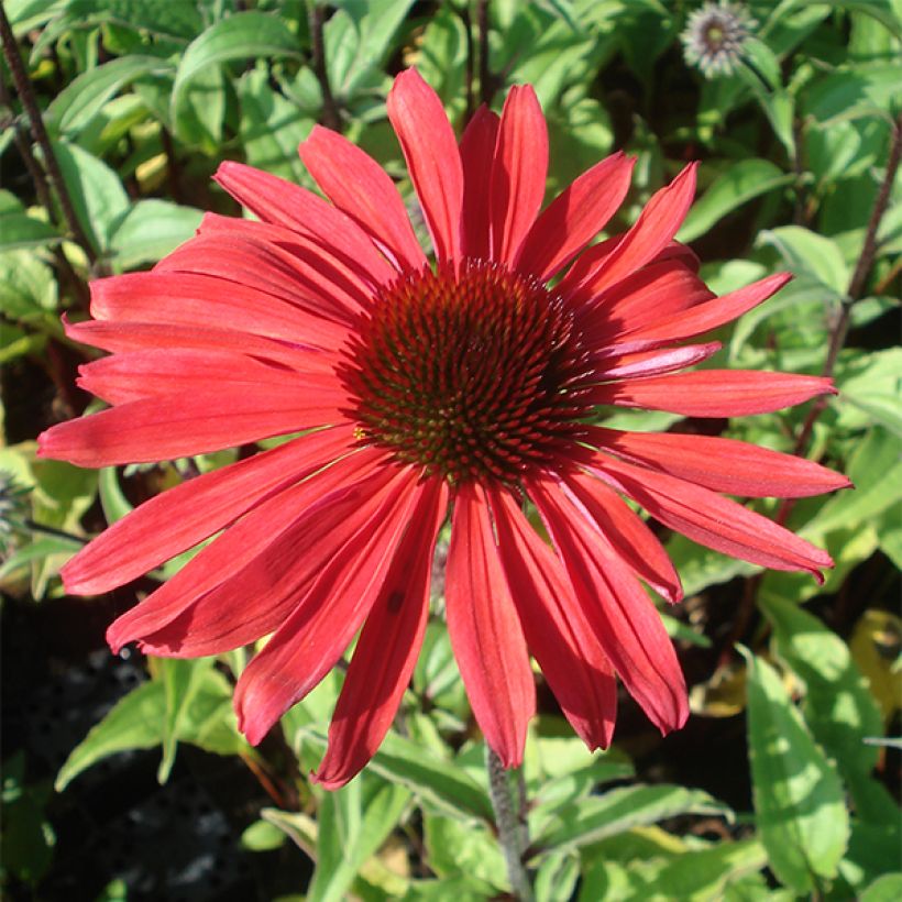 Echinacea purpurea Solar Flare - Echinacée (Flowering)