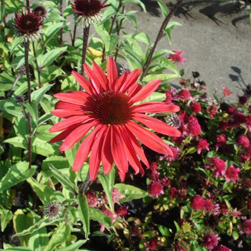 Echinacea purpurea Solar Flare - Echinacée (Plant habit)